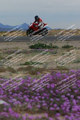 media/Jan-14-2023-SoCal Trackdays (Sat) [[497694156f]]/Turn 14 Exit Bloomig (145pm)/